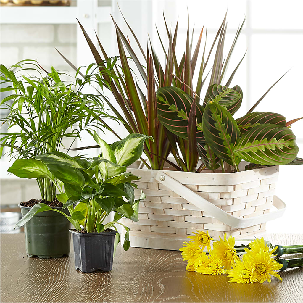 Florist Designed Blooming and Green Plants in a Basket – SHARAR'S FLORIST, La Habra CA