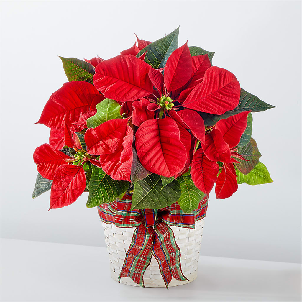 Happiest Holidays Poinsettia – SHARAR'S FLORIST, La Habra CA