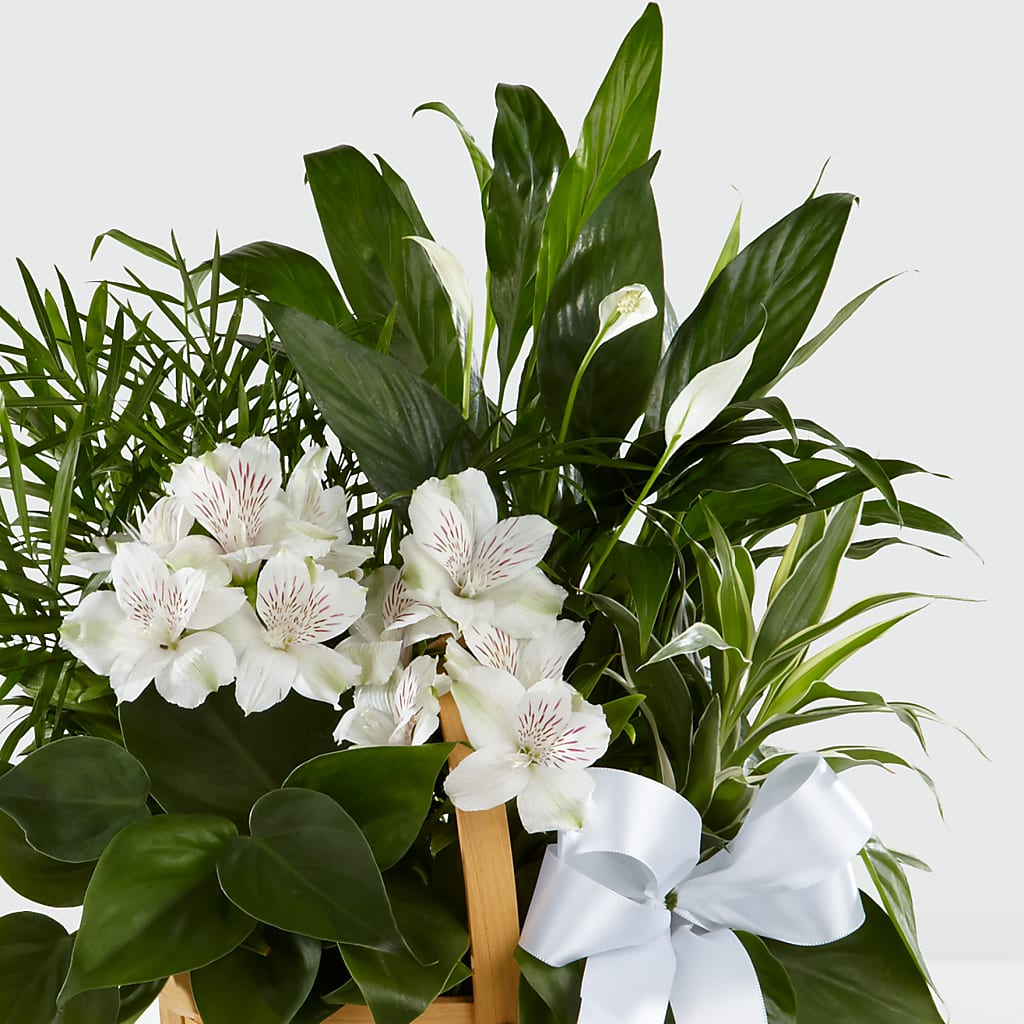 Peace & Serenity Dishgarden – SHARAR'S FLORIST, La Habra CA