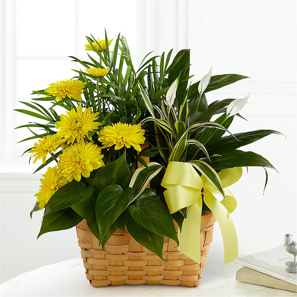 Loving Light Dishgarden – SHARAR'S FLORIST, La Habra CA