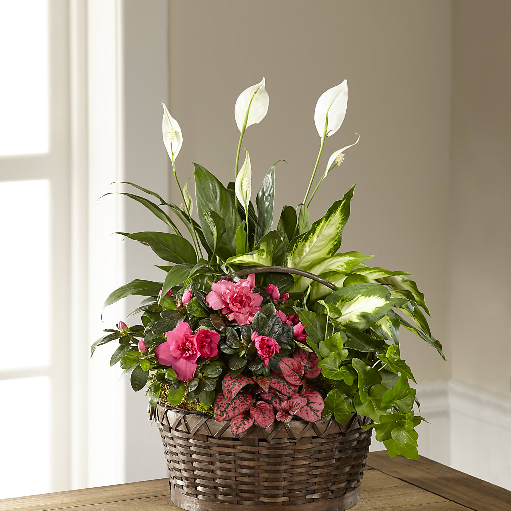 Dream in Pink Dishgarden – SHARAR'S FLORIST, La Habra CA
