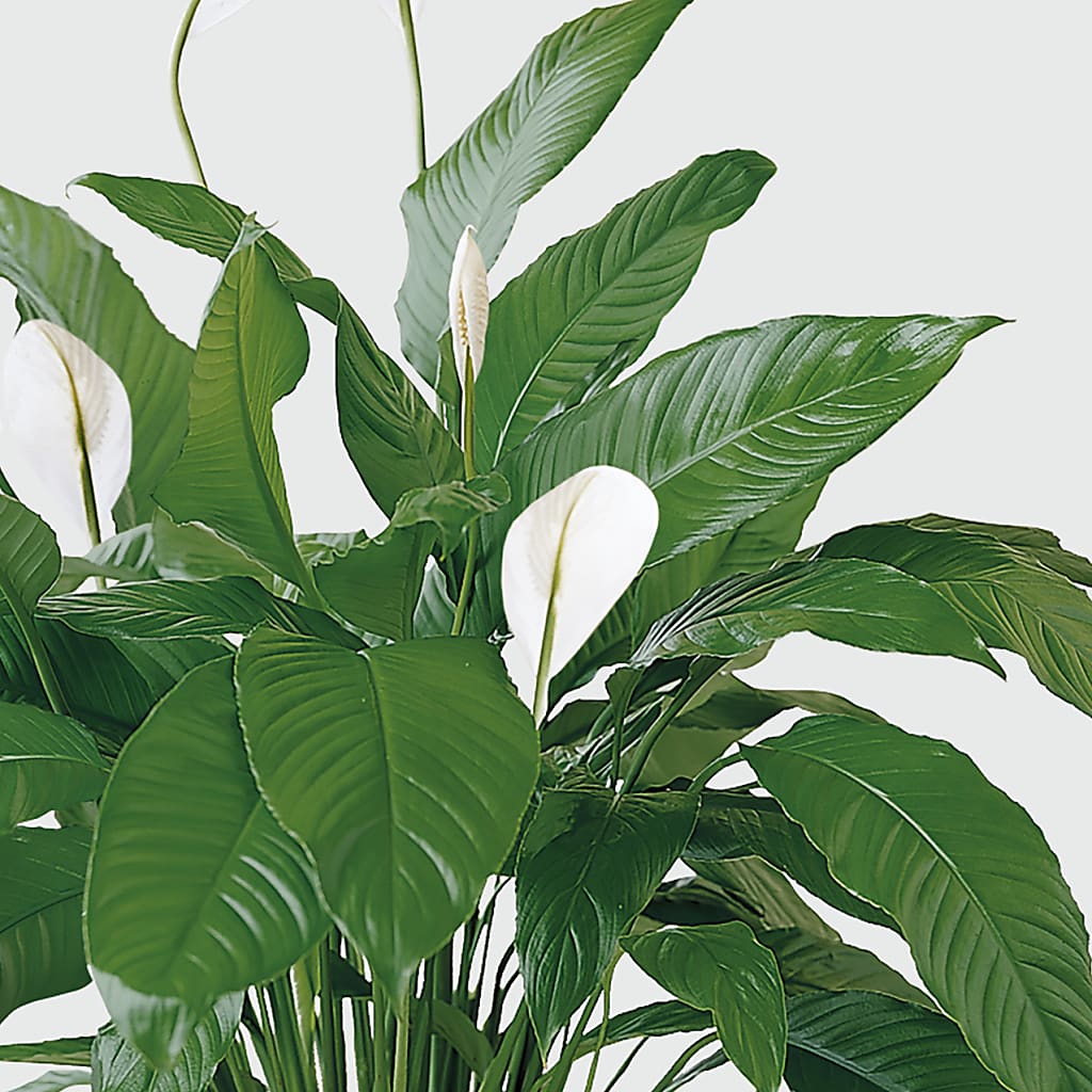 Tranquil Moments Peace Lily Plant – SHARAR'S FLORIST, La Habra CA