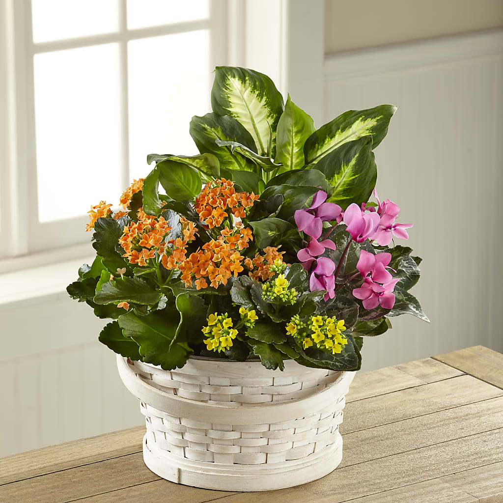 Color Crush Dishgarden – SHARAR'S FLORIST, La Habra CA