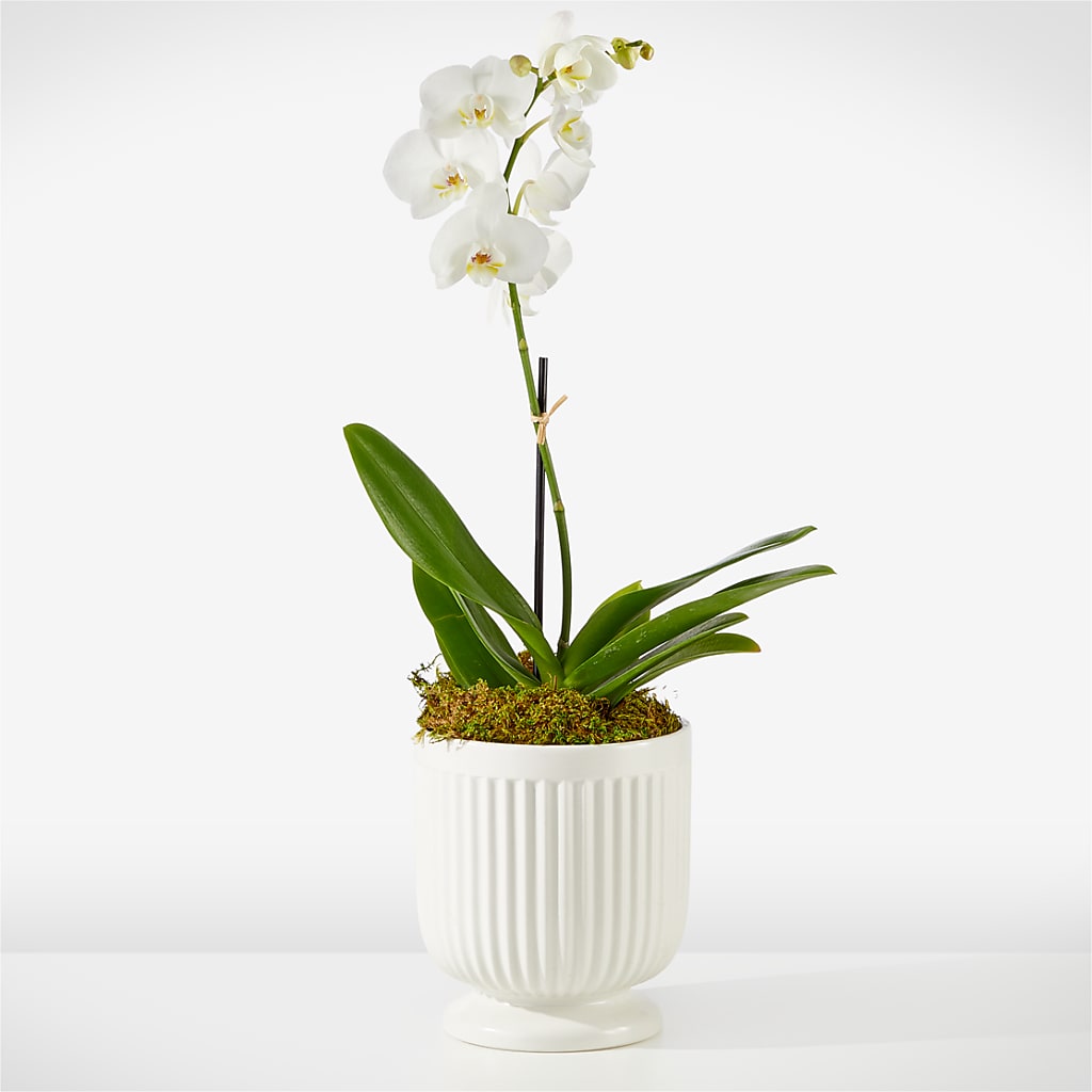 Whispering White Orchid – SHARAR'S FLORIST, La Habra CA