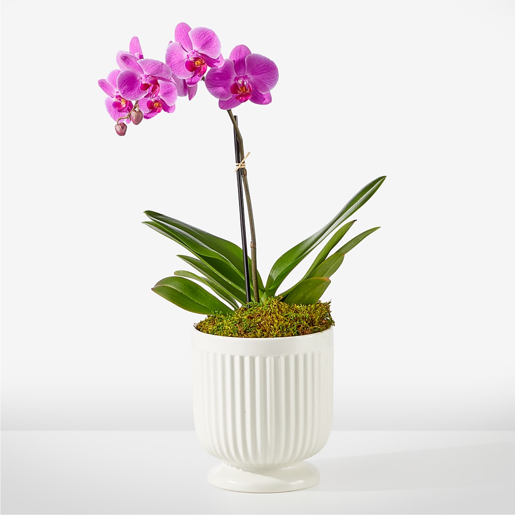 Friendly Fuchsia Orchid – SHARAR'S FLORIST, La Habra CA
