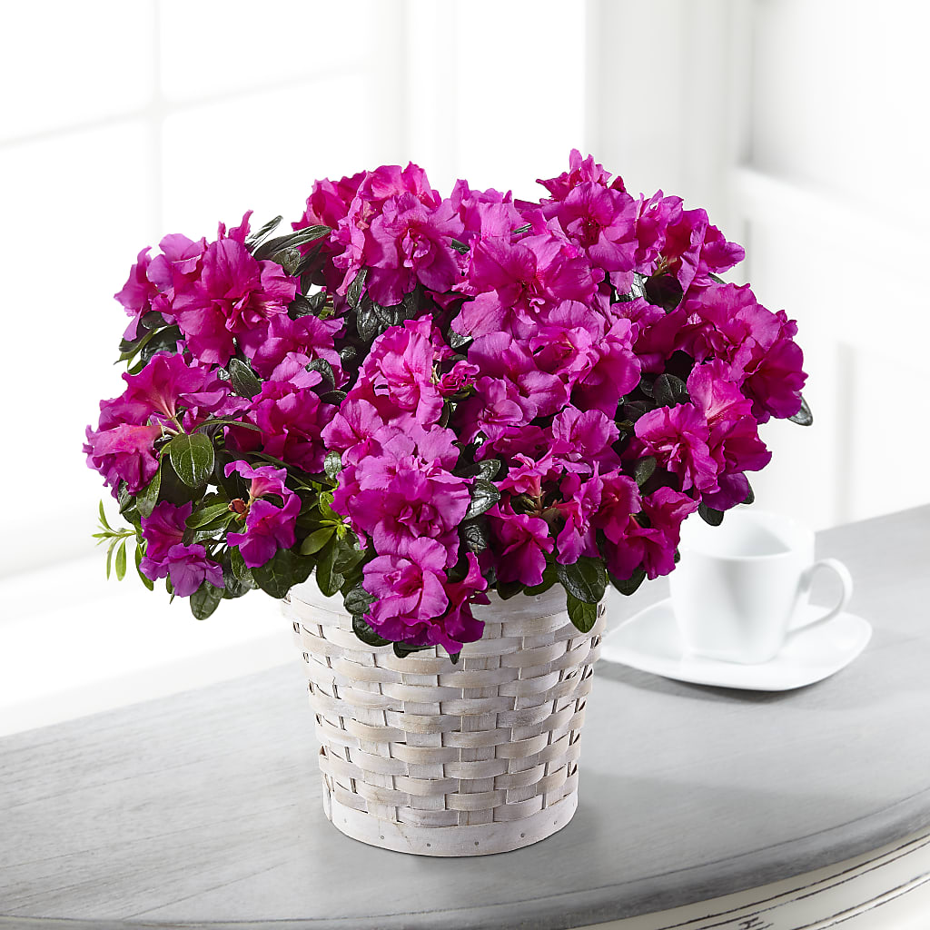 Hope & Serenity Azalea Plant – SHARAR'S FLORIST, La Habra CA