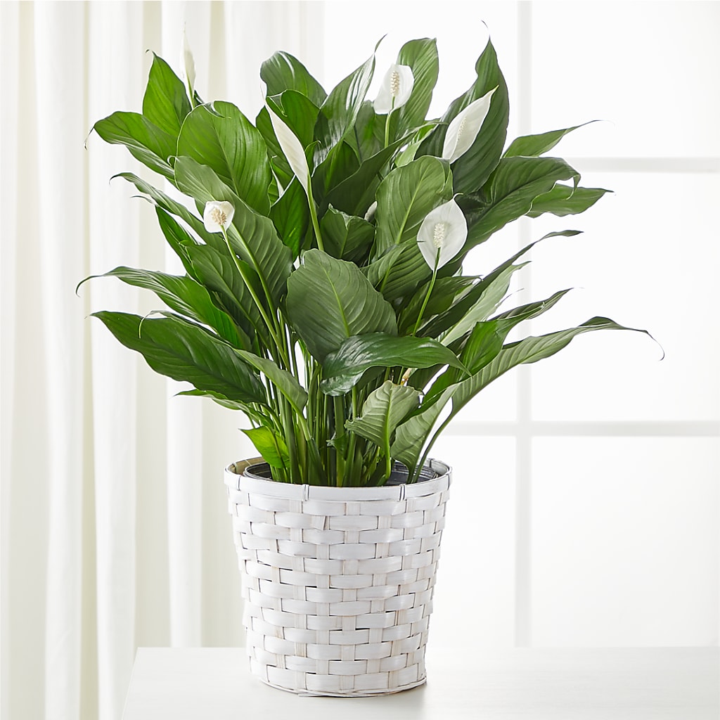 A New Leaf Peace Lily – SHARAR'S FLORIST, La Habra CA