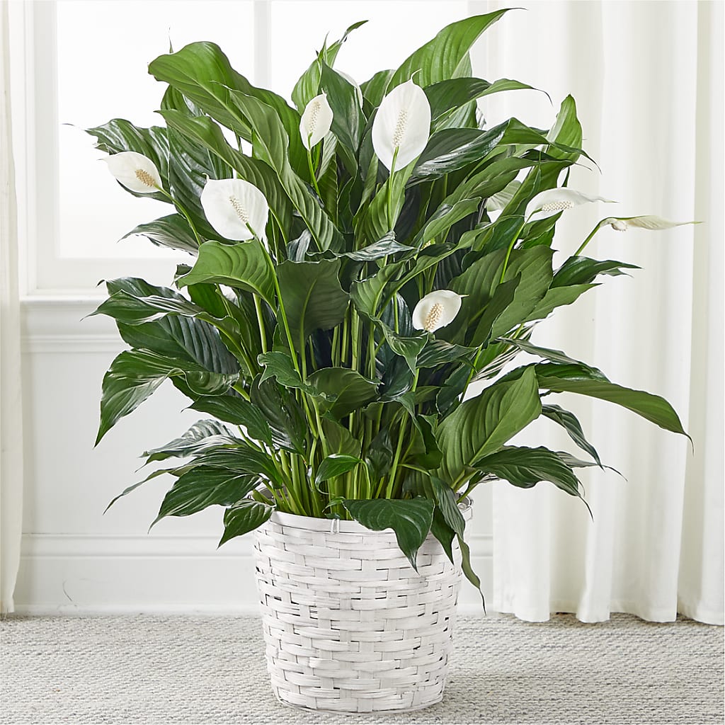 A New Leaf Peace Lily – SHARAR'S FLORIST, La Habra CA