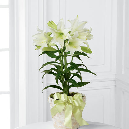 Easter Lily Plant – SHARAR'S FLORIST, La Habra CA