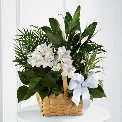 Peace & Serenity Dishgarden – SHARAR'S FLORIST, La Habra CA