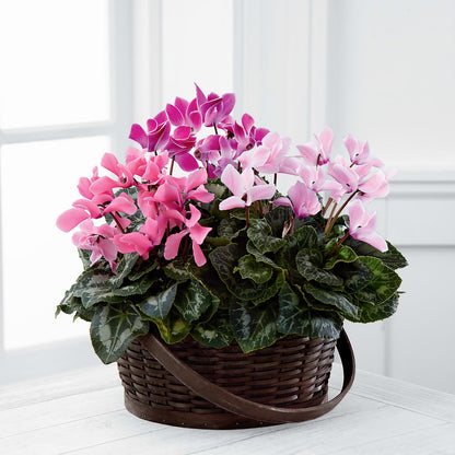 Mixed Cyclamen Planter – SHARAR'S FLORIST, La Habra CA