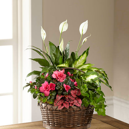 Dream in Pink Dishgarden – SHARAR'S FLORIST, La Habra CA