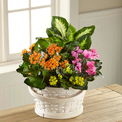 Color Crush Dishgarden – SHARAR'S FLORIST, La Habra CA
