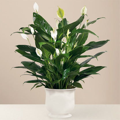 Comfort Planter – SHARAR'S FLORIST, La Habra CA