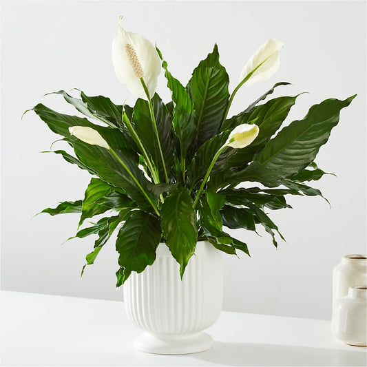 Comfort Planter – SHARAR'S FLORIST, La Habra CA