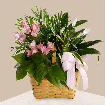Living Spirit Dishgarden – SHARAR'S FLORIST, La Habra CA