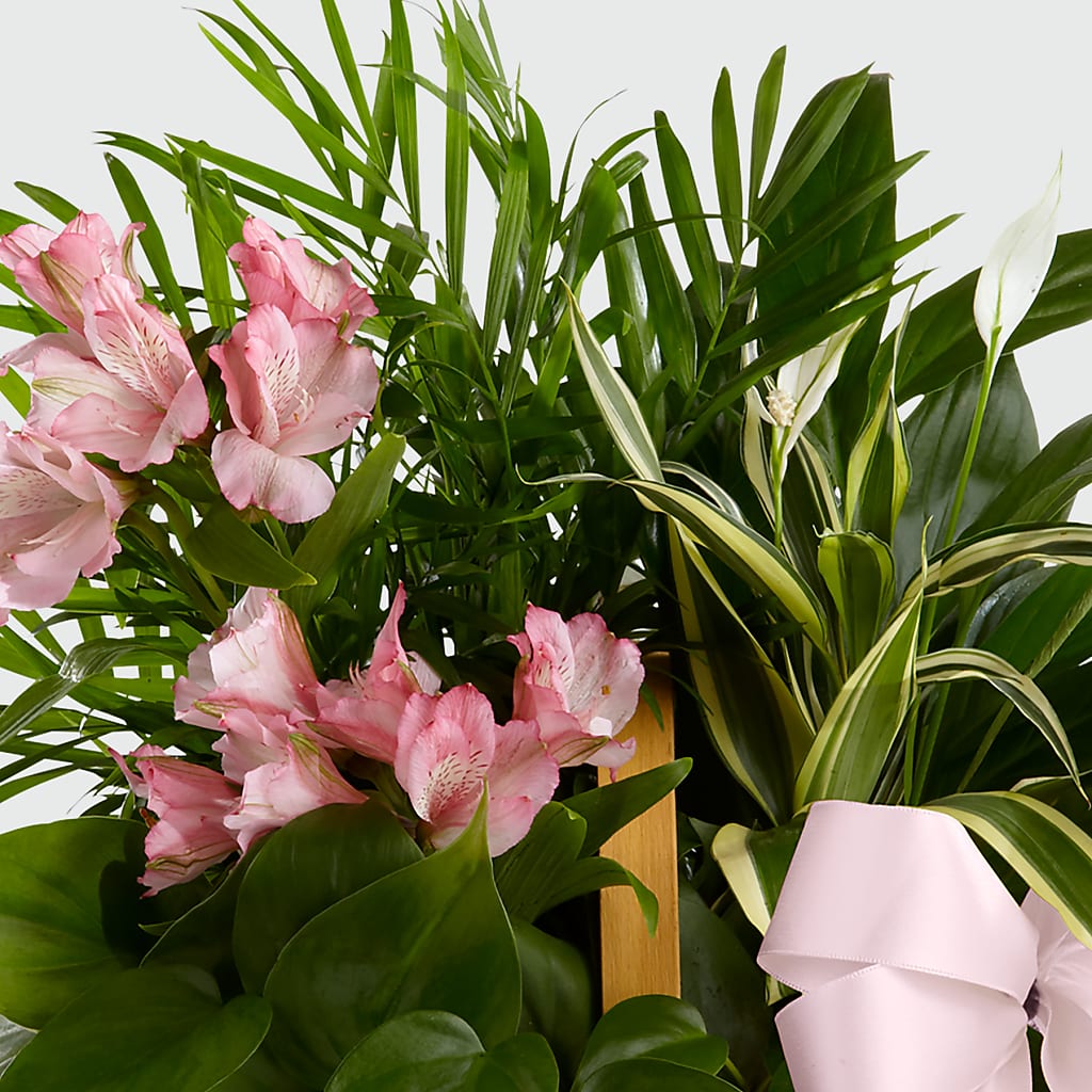 Living Spirit Dishgarden – SHARAR'S FLORIST, La Habra CA