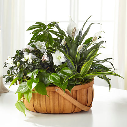 Serene Dishgarden – SHARAR'S FLORIST, La Habra CA