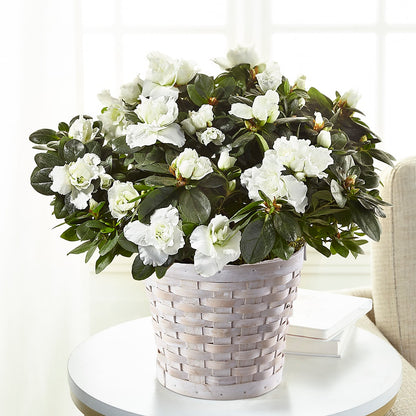 White Azalea Plant – SHARAR'S FLORIST, La Habra CA