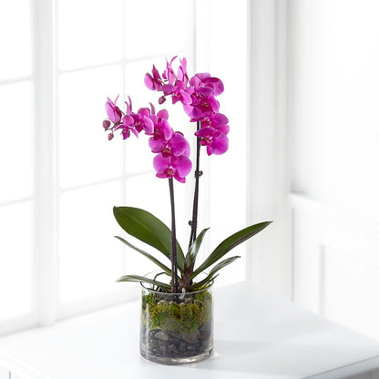 Pink Orchid Plant – SHARAR'S FLORIST, La Habra CA