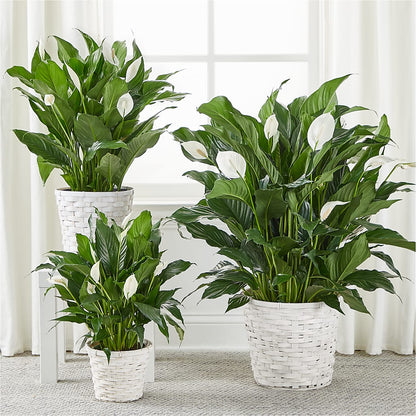 A New Leaf Peace Lily – SHARAR'S FLORIST, La Habra CA