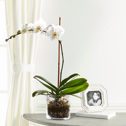 White Orchid Planter – SHARAR'S FLORIST, La Habra CA