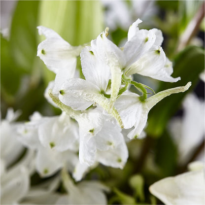 Classic Ivory – A Florist Original – SHARAR'S FLORIST, La Habra CA